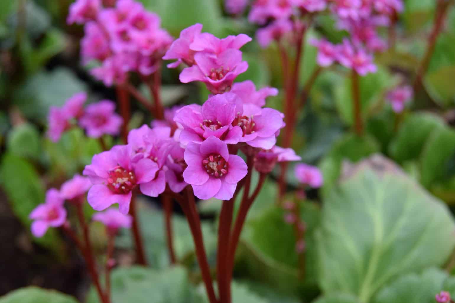 Bergenia cordifolia 'Purpurea'